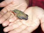 Baby bird.jpg