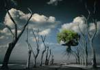 Trees.jpg