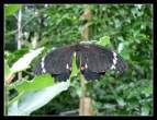 Butterfly.jpg
