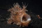 Ugly fish.jpg