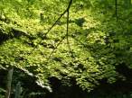 Tree.jpg
