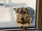 Dog.jpg