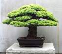 Bonsai_001.jpg