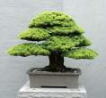 Bonsai_001 (2).jpg