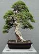 Bonsai_001 (3).jpg