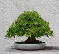 Bonsai_001 (15).jpg