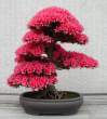 Bonsai_001 (22).jpg