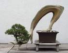 Bonsai_001 (31).jpg