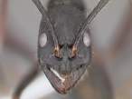 Close up.jpg