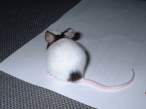 Mouse.jpg