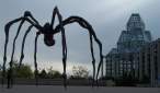 Big spider.JPG
