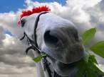 Horse.jpg