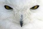 White owl.jpg