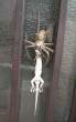 Spider.jpg