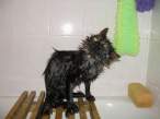 Wet pussy.jpg