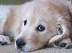 Retriever Puppy.jpg