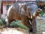 Elephant.jpg