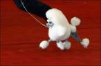 Funny dog.jpg