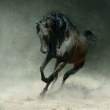 Horse.jpg
