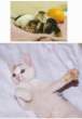Kittens.jpg