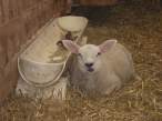Sheep.jpg