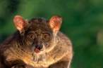 lemur.gif
