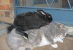 Fat pets.jpg