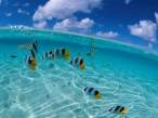 Fishes.jpg
