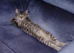 Relax.jpg