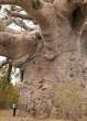 Fat tree.jpg