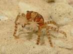 Crab.jpg