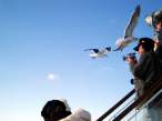 Seaguls.jpg