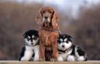 Puppies.jpg