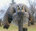 Big owl.jpg
