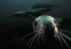 Seal.jpg