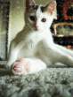 Kitty.jpg