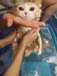Cat.jpg