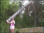 Tree.jpg