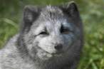 Wolf.jpg