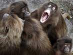 Singing monkeys.jpg