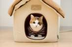 Kitty home.jpg