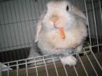 Hungry wabbit.jpg