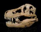 Skull.jpg