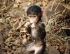 Monkey.jpg
