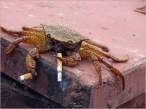 Crab.jpg