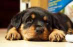 Puppy.jpg