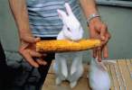 Wabbit.jpg