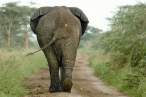 Elephant.jpg