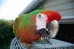 Parrot.jpg
