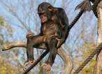 Monkey.jpg